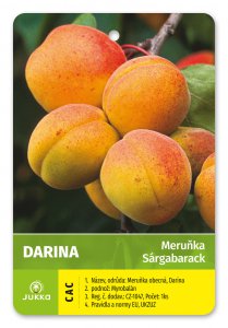 Marhuľa DARINA - kontajner