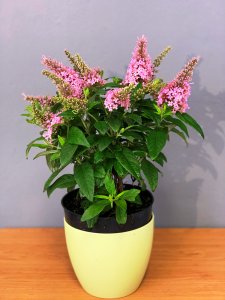 Motýlí keř zakrslý - CANDY® LITTLE PINK