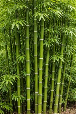 Bambus (Phyllostachys nuda) - kontejner