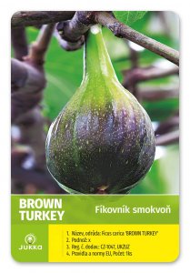 Fíkovník BROWN TURKEY - velký