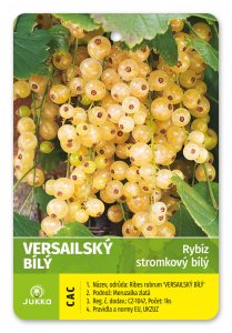 Ríbezľa stromčeková biela - VERSAILSKÝ BIELY