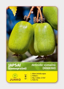 Kiwi JAPSAI (A. arguta) samosprašné