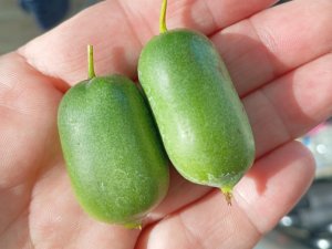 Kiwi JAPSAI (A. arguta) samoopelivé