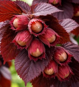 Lieska kríková LAMBERTOVA ČERVENÁ