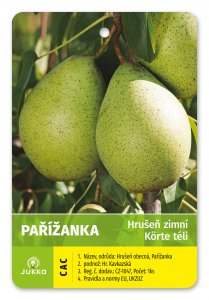 Hrušeň PAŘÍŽANKA - kontejner