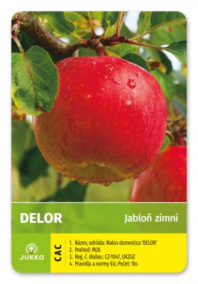 Jabloň DELOR - kontejner