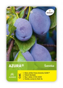 Švestka BLUE FROST® AZURA - kontejner