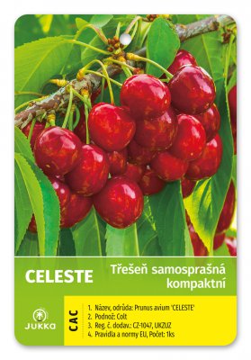 Třešeň kompaktní CELESTE - kontejner