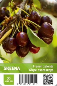 Třešeň SKEENA - kontejner