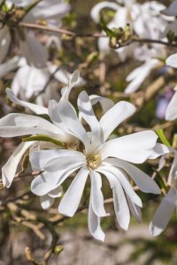 Magnolie stellata