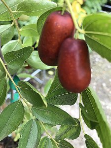 Ziziphus jujuba - Cicimek čínský DONG ZAO - velký