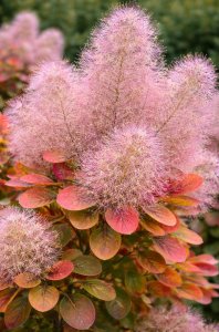 Škumpa vlasatá - SMOKEY JOE®