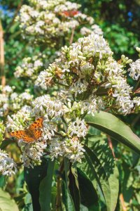 Sedmisyn jasmínovitý (Heptacodium miconioides) - kontejner