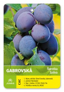 Švestka GABROVSKÁ - kontejner