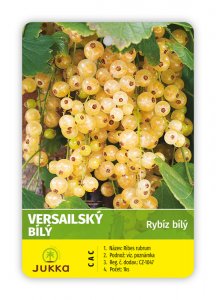 Rybíz keřový bílý - VERSAILSKÝ BÍLÝ - kontejner