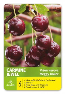 Višeň keřová CARMINE JEWEL - kontejner