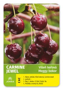 Višeň keřová CARMINE JEWEL - kontejner