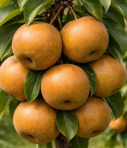 Ázijská hruška SHINKO