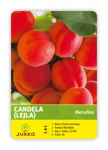 Marhuľa CANDELA