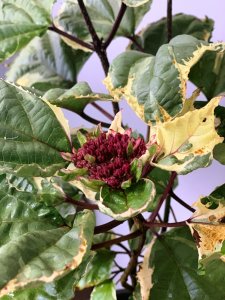 Clerodendrum bungei - PINK DIAMOND