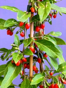 Goji - LITTLE GOJI®
