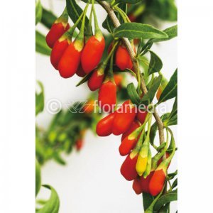 Goji - SUPER SUCCESS®