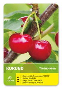 Čerešňovišňa KORUND - kontajner