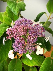 Hortenzia drsná - MACROPHYLLA