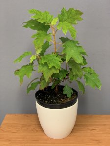 Hortenzia dubolistá - TARA®