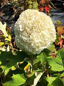 Hortenzia dubolistá - TARA®