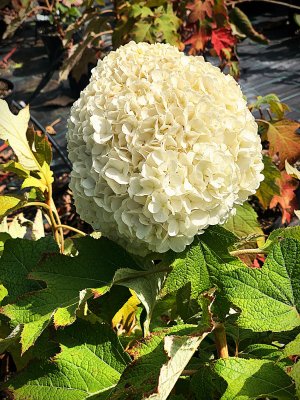 Hortenzia dubolistá - TARA®