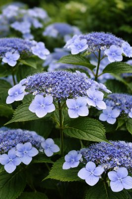 Hortenzia pílovitá - BLUEBIRD