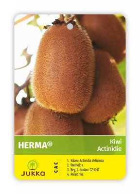 Kiwi HERMA (A. hybrida) samosprašné
