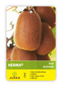 Kiwi HERMA (A. hybrida) samosprašné