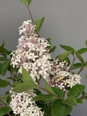 Orgován FLOWERFESTA WHITE - kontajner