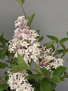 Šeřík FLOWERFESTA WHITE - kontejner