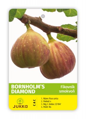 Fíkovník BORNHOLM´S DIAMOND