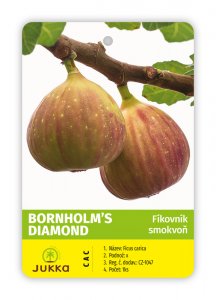 Figovník BORNHOLM´S DIAMOND