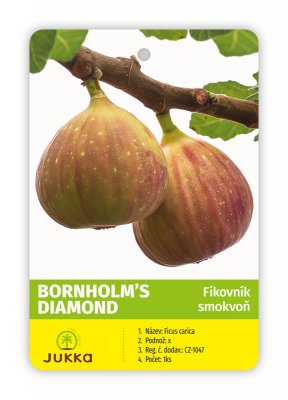 Figovník BORNHOLM´S DIAMOND