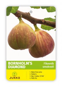 Figovník BORNHOLM´S DIAMOND