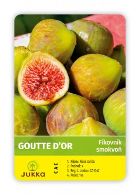 Fíkovník GOUTTE D´OR