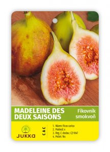 Figovník MADELEINE DES DEUX SAISON