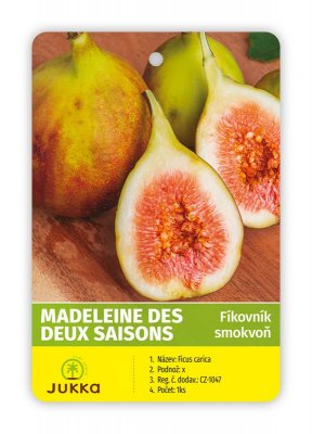 Fíkovník MADELEINE DES DEUX SAISON