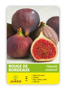 Figovník RONDE DE BORDEAUX