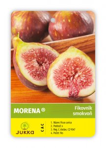 Figovník MORENA®