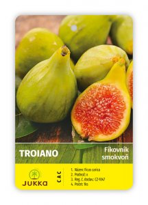 Figovník TROIANO