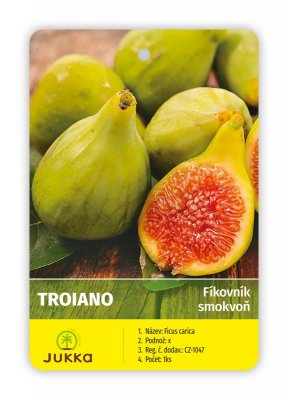 Figovník TROIANO