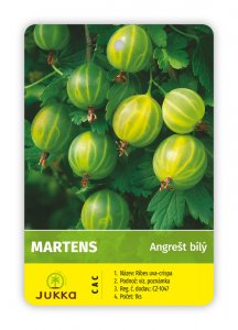 Angrešt keřový bílý MARTENS - kontejner