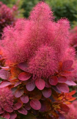 Ruj vlasatá - FLAMISSIMO®