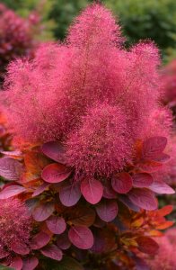 Škumpa vlasatá - FLAMISSIMO®